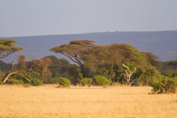 Parque nacional de Amboseli Imagens Royalty-Free