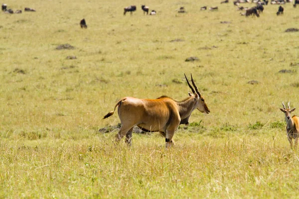 Antelopes na Reserva Nacional Masai Mara Fotografias De Stock Royalty-Free