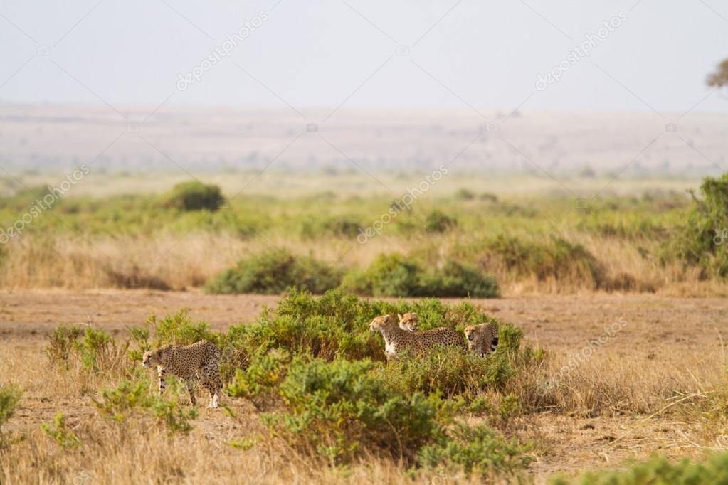 Cheetahs at Amboseli National Park