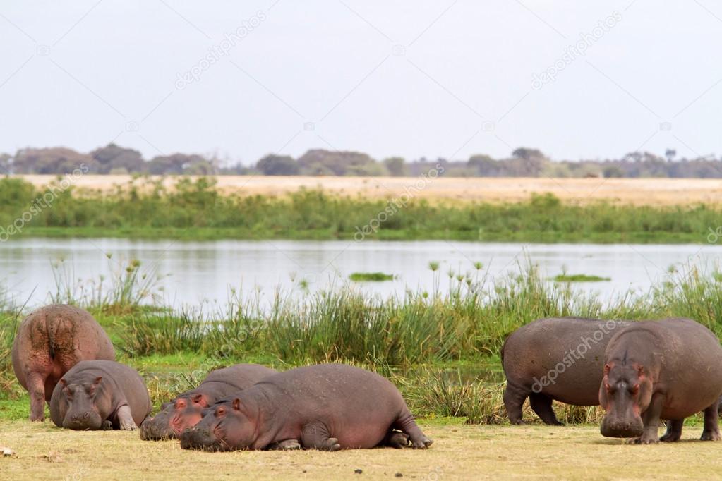 Herd of hippo at Amboseli National Park