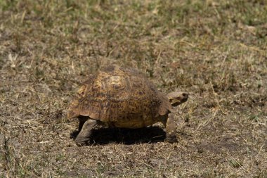 Masai Mara Ulusal rezerv Turtle'da