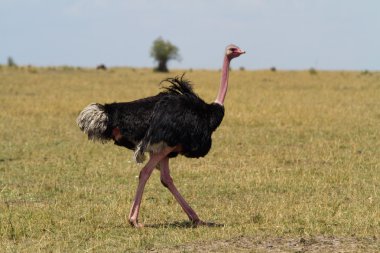 Devekuşu, Masai Mara Ulusal rezerv