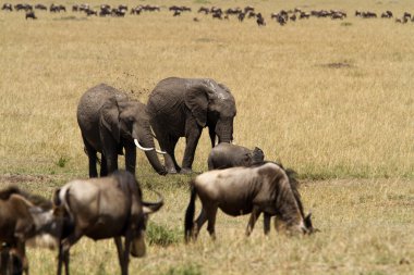 Masai Mara Ulusal rezerv, Afrika filleri