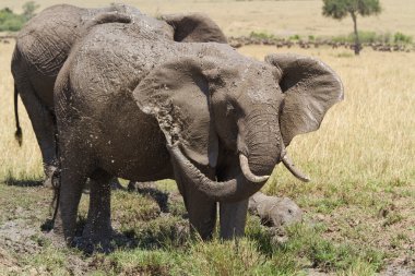 African Elephants at  the Masai Mara National Reserve