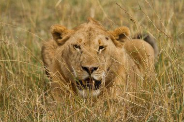 Masai Mara Ulusal yedekte aslan