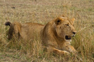 Masai Mara Ulusal yedekte aslan