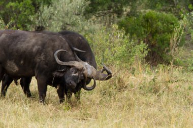 Cape buffalo Masai Mara Ulusal rezerv