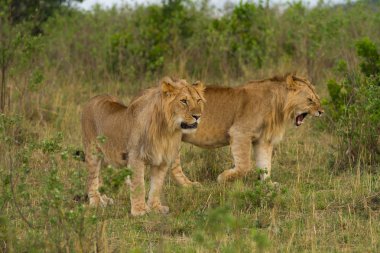 Aslanlar Masai Mara Ulusal rezerv