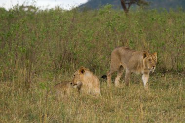 Aslanlar Masai Mara Ulusal rezerv