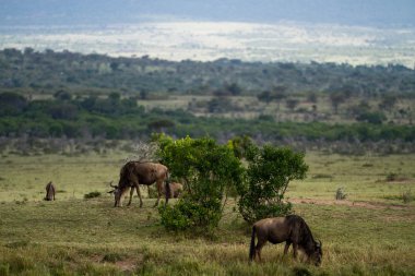 Masai Mara Ulusal rezerv, wildebeest