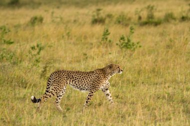 Afrika Cheetah Masai Mara Ulusal rezervasyon