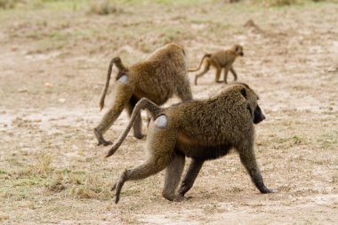 Babunlar Masai Mara Milli Parkı, Grup