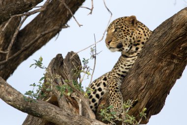 Masai Mara Ulusal rezerv ağacında Leopard