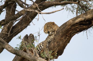 Masai Mara Ulusal rezerv ağacında Leopard