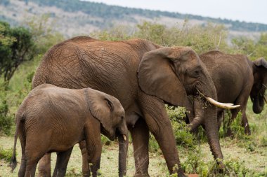 Filler aile Masai Mara Ulusal rezerv