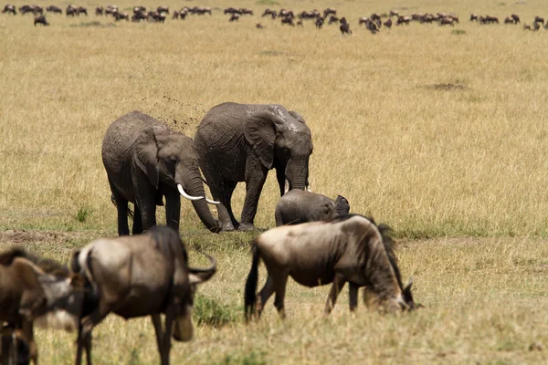 Elefantes africanos en la Reserva Nacional Masai Mara — Foto de Stock