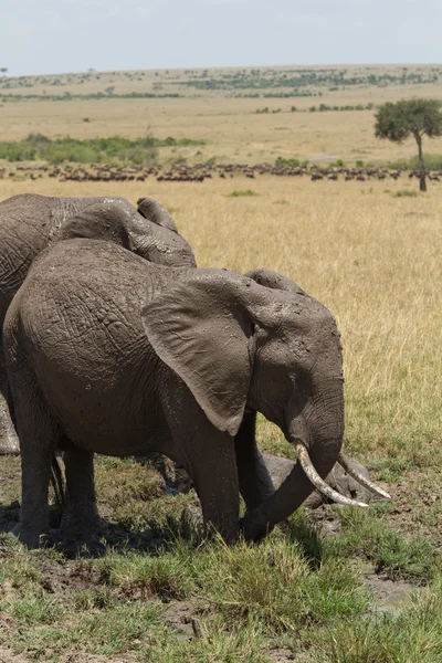 Elefantes africanos en la Reserva Nacional Masai Mara —  Fotos de Stock