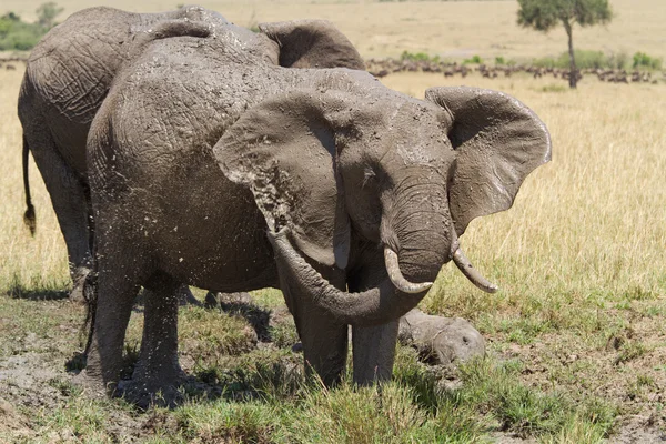 Afrikaanse olifanten op de Masai Mara National Reserve — Stockfoto