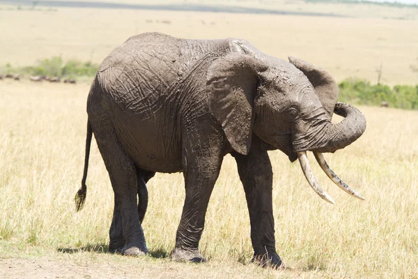 Elefante africano nella Riserva Nazionale Masai Mara — Foto Stock