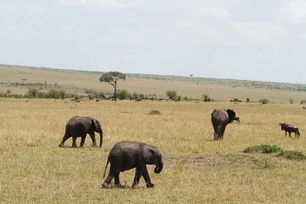 Afrikanska elefanter på Masai Mara National Reserve — Stockfoto