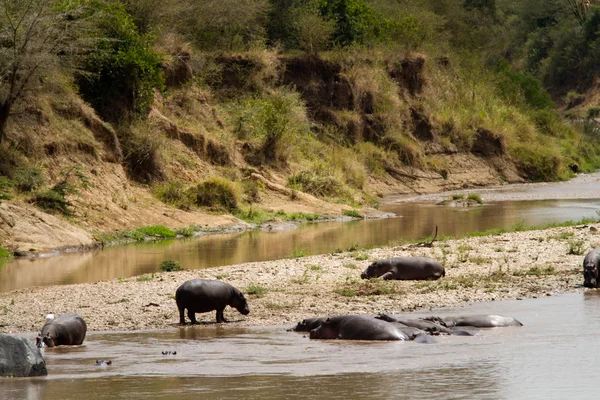 Hippopotamus in the marra river — Stock Photo, Image