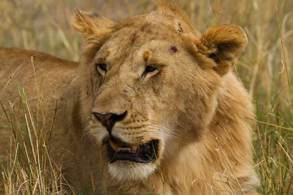 Lion dans la réserve nationale Maasai Mara — Photo