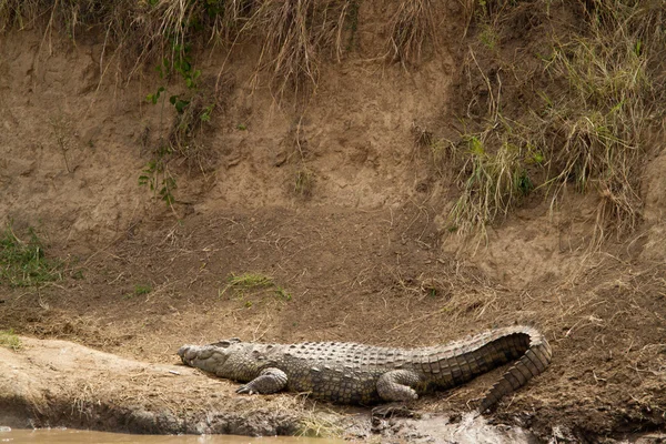 Krokodil in de mara rivier — Stockfoto