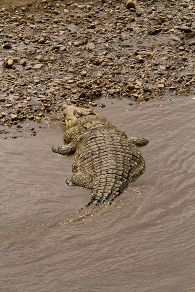 Krokodil in de mara rivier — Stockfoto