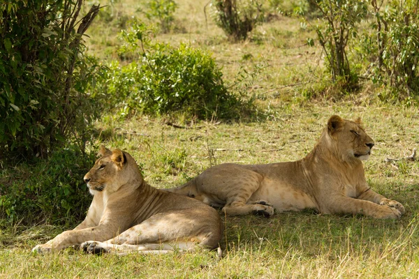 Leões na Reserva Nacional Maasai Mara — Fotografia de Stock