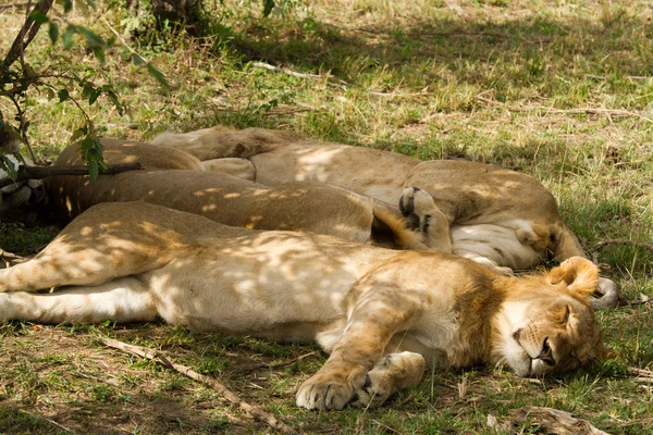 Lions i Maasai Mara National Reserve — Stockfoto
