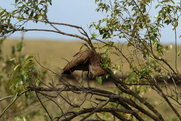 Masai mara rezerv, yabani kuş — Stok fotoğraf