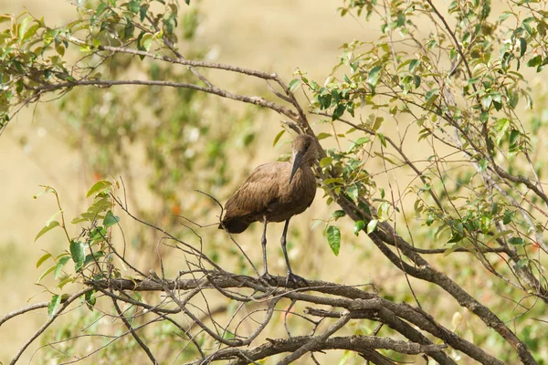 Pássaro selvagem na reserva de Masai mara — Fotografia de Stock