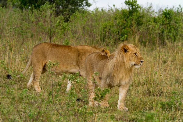 Lvi v národní rezervace Masai Mara — Stock fotografie