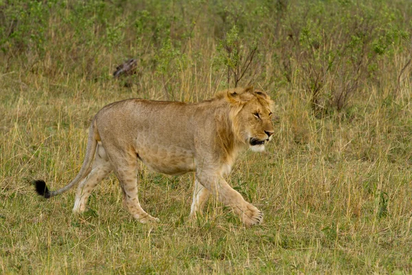 Lion in Maasai Mara National Reserve — Stock Photo, Image