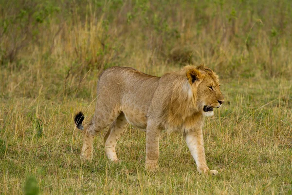 A maszáj Mara National Reserve oroszlán — Stock Fotó