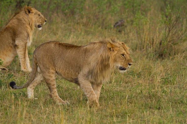 Aslanlar Masai Mara Ulusal rezerv