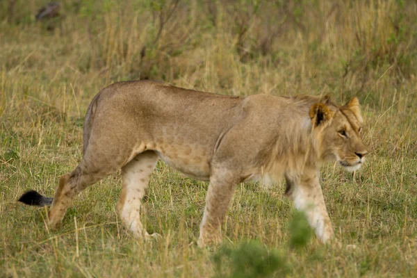 マサイマラ国立保護区のライオン — ストック写真