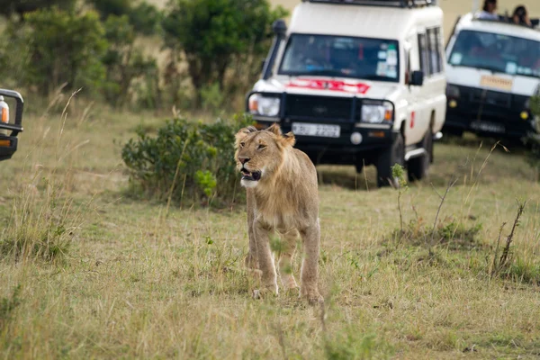 Лев в Масаї Мара Національний заповідник — стокове фото