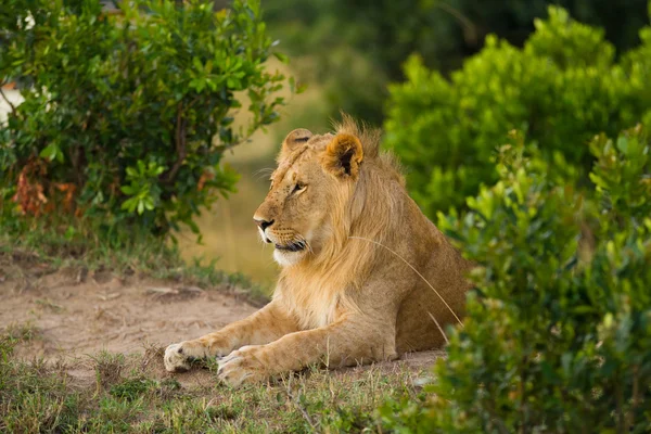 Lion in Masai Mara National Reserve — Stockfoto