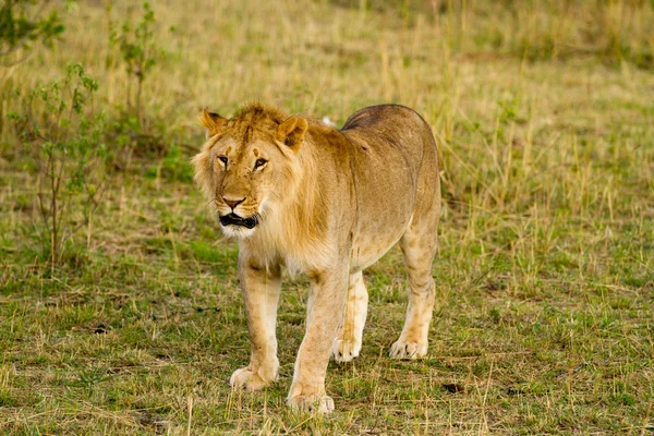マサイマラ国立保護区のライオン — ストック写真