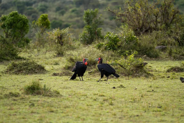 Volně žijících ptáků v národní rezervace Masai Mara — Stock fotografie