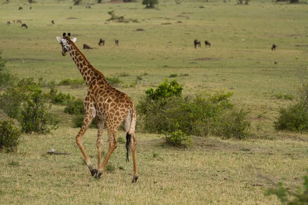 Jirafa caminando en la Reserva Nacional Masai Mara — Foto de Stock