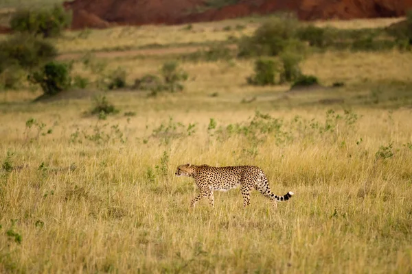 Afrikaanse Cheetah op de Masai Mara National Reserve — Stockfoto