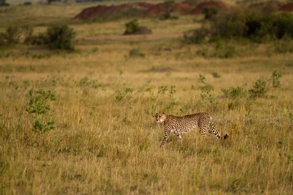 Afrikaanse Cheetah op de Masai Mara National Reserve — Stockfoto