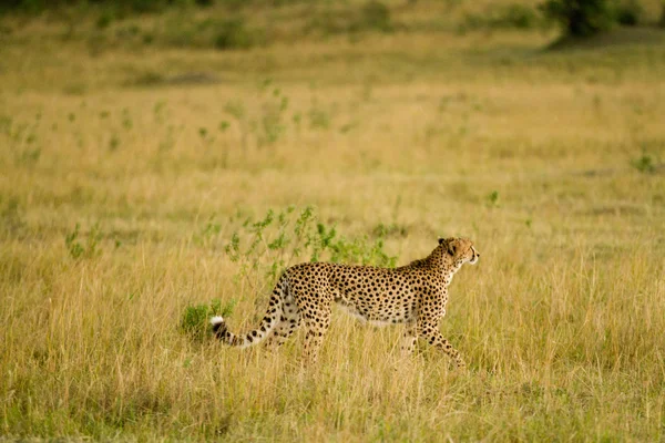 Cheetah Africano na Reserva Nacional Masai Mara — Fotografia de Stock