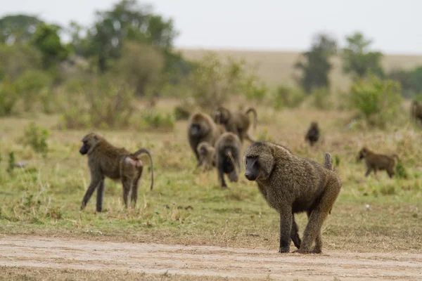 Grupo de babuinos en el Parque Nacional Masai Mara —  Fotos de Stock