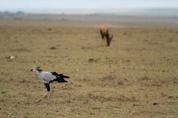 Volně žijících ptáků na rezervace masai mara — Stock fotografie