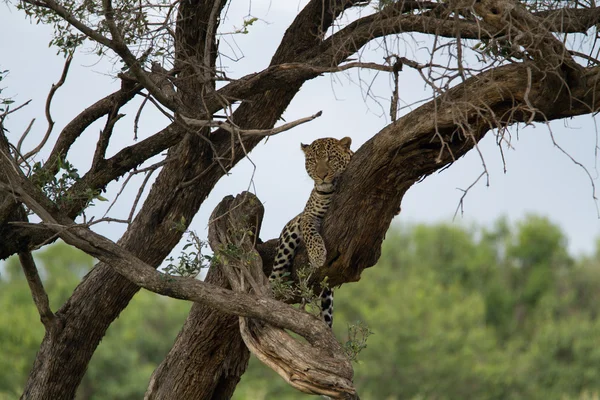 Leopard in the tree  in Maasai Mara National Reserv — Stock Photo, Image