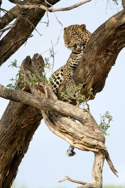 Leopard in the tree  in Maasai Mara National Reserv — Stock Photo, Image