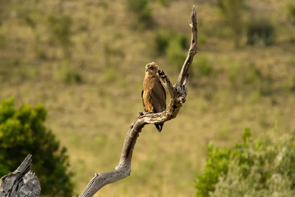 Kartal Masai Mara Ulusal rezerv — Stok fotoğraf